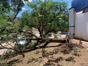 Realizan revisión exhaustiva en unidades deportivas para prevenir riesgos y retiran árboles fracturados por la lluvia en la de Yerbabuena Realizan revisión exhaustiva en unidades deportivas para prevenir riesgos y retiran árboles fracturados por la lluvia en la de Yerbabuena
