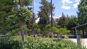 Mantienen el cuidado de áreas verdes y parques en esta temporada de lluvia Mantienen el cuidado de áreas verdes y parques en esta temporada de lluvia