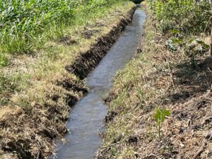 LLUVIAS NO LOGRAN HAN SIDO SUFICIENTES PARA EVITAR LAS PÉRDIDAS EN EL SECTOR AGRARIO DE SALAMANCA, ASÍ COMO EN LA PARTE NORTE DEL ESTADO. LLUVIAS NO LOGRAN HAN SIDO SUFICIENTES PARA EVITAR LAS PÉRDIDAS EN EL SECTOR AGRARIO DE SALAMANCA, ASÍ COMO EN LA PARTE NORTE DEL ESTADO.