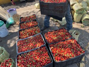 La fortaleza del ‘súperpeso’ vive otra realidad para los productores de fresa La fortaleza del ‘súperpeso’ vive otra realidad para los productores de fresa