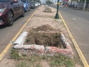 AMBIENTALISTA LAMENTA LA DESAPARICIÓN DE ÁRBOLES DEL CAMELLÓN CENTRAL UBICADO EN EL BULEVAR MORELOS AMBIENTALISTA LAMENTA LA DESAPARICIÓN DE ÁRBOLES DEL CAMELLÓN CENTRAL UBICADO EN EL BULEVAR MORELOS