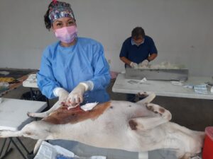 SSG alcanza este 2023 más de 14 mil esterilizaciones de perros y gatos en León. SSG alcanza este 2023 más de 14 mil esterilizaciones de perros y gatos en León.