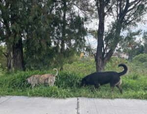 Reaparecen grupos de perros abandonados en el Río Lerma y rumbo al Ecoparque Reaparecen grupos de perros abandonados en el Río Lerma y rumbo al Ecoparque