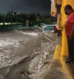 Torrencial lluvia en León ocasiona caos vial y la caída de por lo menos 14 árboles Torrencial lluvia en León ocasiona caos vial y la caída de por lo menos 14 árboles