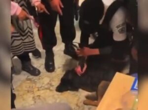 Localizan a Lucho, perrito agredido por guardias en Plaza Satélite Localizan a Lucho, perrito agredido por guardias en Plaza Satélite