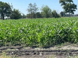 FEDERACIÓN Y EMPRESAS DEL RAMO CERVECERO ANUNCIARON UNA INVERSIÓN PARA CONSTRUIR UNA PLANTA PROCESADORA FEDERACIÓN Y EMPRESAS DEL RAMO CERVECERO ANUNCIARON UNA INVERSIÓN PARA CONSTRUIR UNA PLANTA PROCESADORA