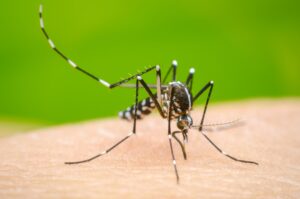 SSG fortalece las acciones contra el dengue en 5 municipios. SSG fortalece las acciones contra el dengue en 5 municipios.