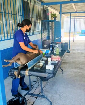 SSG aplica 4 mil 729 esterilizaciones en 6 municipios de Jurisdicción Sanitaria V. SSG aplica 4 mil 729 esterilizaciones en 6 municipios de Jurisdicción Sanitaria V.