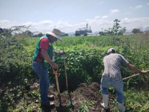 Reforestan con mezquites en Maritas Reforestan con mezquites en Maritas