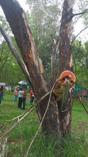 REVISAN AUTORIDADES DEL PODER JUDICIAL LA TALA DE ÁRBOLES QUE SUCEDIÓ EN EL ECOPARQUE REVISAN AUTORIDADES DEL PODER JUDICIAL LA TALA DE ÁRBOLES QUE SUCEDIÓ EN EL ECOPARQUE