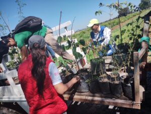 Hacen labores de arborización en Presa de Uribe Hacen labores de arborización en Presa de Uribe