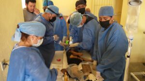 Brindan esterilizaciones de mascotas en El Marfil Brindan esterilizaciones de mascotas en El Marfil