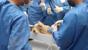 Esterilizan a 38 mascotas en Las Margaritas Esterilizan a 38 mascotas en Las Margaritas