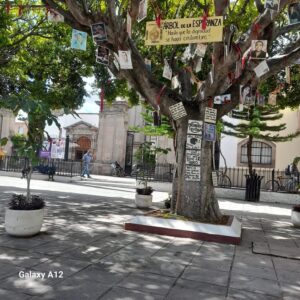 INCONFORMA A COLECTIVO DE BÚSQUEDA DE DESAPARECIDOS, LA MODIFICACIÓN DEL “ARBOL DE AL ESPERANZA” UBICADO FRENTE A PRESIDENCIA MUNICIPAL INCONFORMA A COLECTIVO DE BÚSQUEDA DE DESAPARECIDOS, LA MODIFICACIÓN DEL “ARBOL DE AL ESPERANZA” UBICADO FRENTE A PRESIDENCIA MUNICIPAL