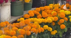 Proyectan comerciantes grandes ventas a pesar del bajo precio en flor de cempasúchil Proyectan comerciantes grandes ventas a pesar del bajo precio en flor de cempasúchil