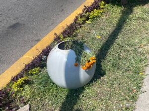 ADORNARON LA PLAZA CÍVICA PERO PERSONAS ROBAN O SE SECAN LAS FLORES DE CEMPASÚCHIL ADORNARON LA PLAZA CÍVICA PERO PERSONAS ROBAN O SE SECAN LAS FLORES DE CEMPASÚCHIL