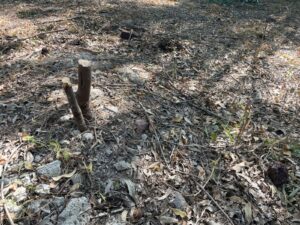 PLAGA DE MUÉRDAGO CAUSA QUE EL MUNICIPIO PARA EVITAR LA MUERTE DE ÁRBOLES LOS PODA PLAGA DE MUÉRDAGO CAUSA QUE EL MUNICIPIO PARA EVITAR LA MUERTE DE ÁRBOLES LOS PODA