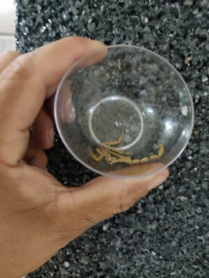 SSG presenta en 6 municipios incremento de picaduras de alacrán. SSG presenta en 6 municipios incremento de picaduras de alacrán.