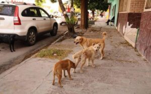 Previenen el abandono animal y la violencia a las mascotas en las calles de Irapuato Previenen el abandono animal y la violencia a las mascotas en las calles de Irapuato