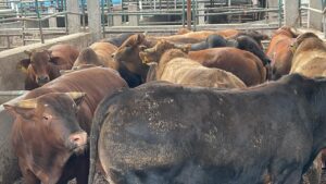 Avanza con mejores resultados y aumento de introductores el rastro municipal de Irapuato Avanza con mejores resultados y aumento de introductores el rastro municipal de Irapuato