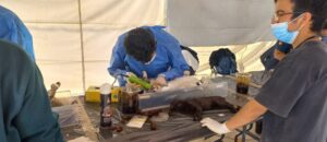 SSG organiza una exitosa campaña de esterilización canina y felina. SSG organiza una exitosa campaña de esterilización canina y felina.