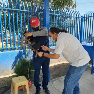 SSG informa en Guanajuato la “Jornada de vacunación antirrábica canina y felina 2024. SSG informa en Guanajuato la “Jornada de vacunación antirrábica canina y felina 2024.