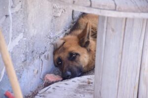 Rescatan Policía Ambiental, Policía Rural y personal del Hospital Municipal Veterinario a “Coqueta”, una perrita que fue amarrada a una camioneta Rescatan Policía Ambiental, Policía Rural y personal del Hospital Municipal Veterinario a “Coqueta”, una perrita que fue amarrada a una camioneta