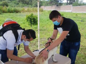 SSG informa 127 mil dosis antirrábicas para Irapuato y la zona. SSG informa 127 mil dosis antirrábicas para Irapuato y la zona.