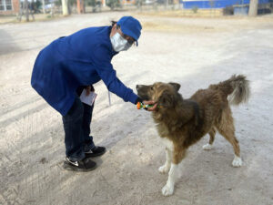 Inicia la Semana de Vacunación Antirrábica y Felina 2024. Inicia la Semana de Vacunación Antirrábica y Felina 2024.
