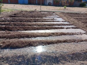 Estudiantes CECyTEG cuidan huertos y cosechas Estudiantes CECyTEG cuidan huertos y cosechas