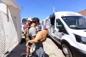 Promueven el cuidado animal en Irapuato Promueven el cuidado animal en Irapuato