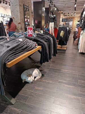 Cuidado con el Perro permite a lomitos refrescarse en sus sucursales Cuidado con el Perro permite a lomitos refrescarse en sus sucursales