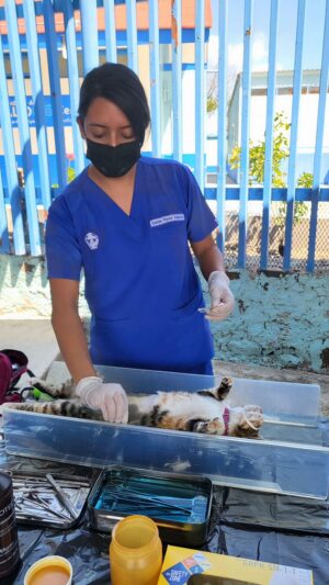 SECRETARÍA DE SALUD AHORA REALIZARÁ CAMPAÑA PARA ESTERILIZAR MASCOTAS SECRETARÍA DE SALUD AHORA REALIZARÁ CAMPAÑA PARA ESTERILIZAR MASCOTAS