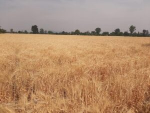 RECHAZAN AVISTAMIENTO DE AVIONETAS ANTI LLUVIAS EN LA ZONA RURAL DE SALAMANCA RECHAZAN AVISTAMIENTO DE AVIONETAS ANTI LLUVIAS EN LA ZONA RURAL DE SALAMANCA