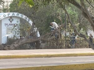 TORMENTA DEL JUEVES CAUSÓ APAGONES EN EL SUR DE LA CIUDAD Y CAÍDA DE UN ÁRBOL EN EL ACCESO DEL ECOPARQUE TORMENTA DEL JUEVES CAUSÓ APAGONES EN EL SUR DE LA CIUDAD Y CAÍDA DE UN ÁRBOL EN EL ACCESO DEL ECOPARQUE