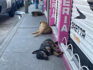 DISMINUYÓ EL CALOR PERO AÚN ASÍ, PERROS BUSCAN AGUA PARA SOBREVIVIR DISMINUYÓ EL CALOR PERO AÚN ASÍ, PERROS BUSCAN AGUA PARA SOBREVIVIR