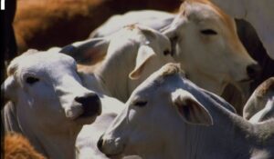 Suspensión de rastro municipal dispara la matanza clandestina de animales en Salamanca Suspensión de rastro municipal dispara la matanza clandestina de animales en Salamanca