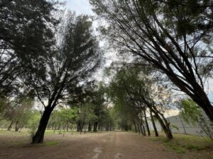 REPORTAN REAPARICIÓN DE RANAS Y SAPOS EN EL ECOPARQUE REPORTAN REAPARICIÓN DE RANAS Y SAPOS EN EL ECOPARQUE
