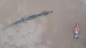 Pide Gobierno Municipal a la ciudadanía no tener animales exóticos en casa Pide Gobierno Municipal a la ciudadanía no tener animales exóticos en casa