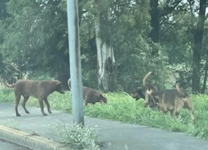 Existen alrededor de 120 mil perros abandonados en Irapuato; dirección de Salud Existen alrededor de 120 mil perros abandonados en Irapuato; dirección de Salud