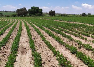 Campo guanajuatense espera más de 1 millón 600 mil toneladas de cosecha en maíz Campo guanajuatense espera más de 1 millón 600 mil toneladas de cosecha en maíz