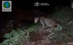 RESALTAN PARTICIPACIÓN DE ZOOLÓGICO DE MOROLEON PARA LA PRESERVACIÓN DEL JAGUAR EN CARRETERA AUTOPISTA RESALTAN PARTICIPACIÓN DE ZOOLÓGICO DE MOROLEON PARA LA PRESERVACIÓN DEL JAGUAR EN CARRETERA AUTOPISTA