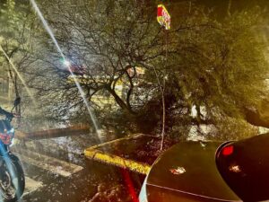 Caen cuatro árboles durante noche de intensa lluvia, pero sin mayor incidencia: Protección Civil Caen cuatro árboles durante noche de intensa lluvia, pero sin mayor incidencia: Protección Civil