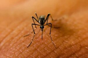 Hay una contención del dengue pero no podemos bajar la guardia: dirección de Salud en Irapuato Hay una contención del dengue pero no podemos bajar la guardia: dirección de Salud en Irapuato