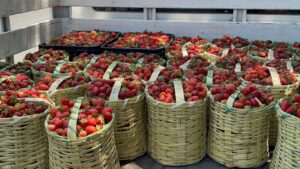 Mercado de la Fresa bajo vandalismo y robos; Froylan Salas urge a que se active Mercado de la Fresa bajo vandalismo y robos; Froylan Salas urge a que se active