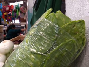 Nopal en 50 pesos el kilo: baja temperatura afecta a productores de Valtierrilla Nopal en 50 pesos el kilo: baja temperatura afecta a productores de Valtierrilla
