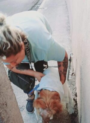 Exigen justicia para perrita que fue quemada por una mujer en El Xoconostle, Salamanca Exigen justicia para perrita que fue quemada por una mujer en El Xoconostle, Salamanca