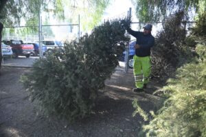 Abren acopios de árboles navideños en Irapuato Abren acopios de árboles navideños en Irapuato