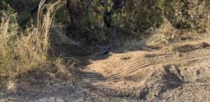 Cae por barranco de El Cubilete funcionaria pública de Irapuato: se encuentra grave Cae por barranco de El Cubilete funcionaria pública de Irapuato: se encuentra grave