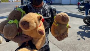 Fiebre capibara en Irapuato: vendedores ambulantes aprovechan tendencias para San Valentín Fiebre capibara en Irapuato: vendedores ambulantes aprovechan tendencias para San Valentín